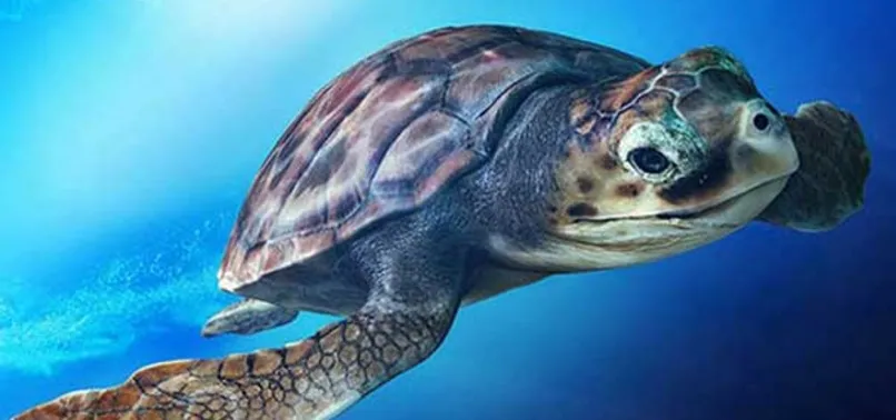 91 bin "caretta caretta" yavrusu denize kavuştu