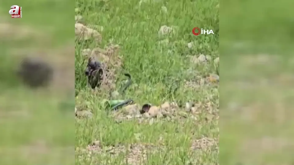 Odun almaya giden kadın 2 metre uzunluğunda yılanı böyle görüntüledi