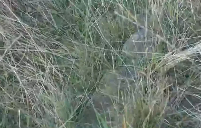 İstanbul’da görünmeyen mezarlık! Kilyos’ta tarihi mezarlık harabeye döndü