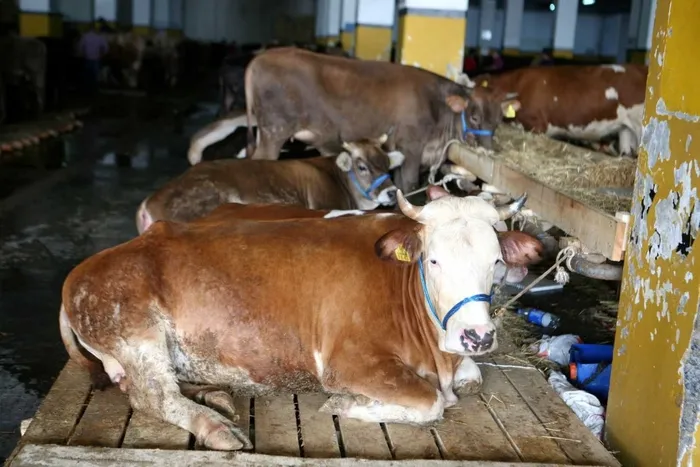 et-ithalatini-onleyecek-proje-tarim-bakanligi-dugmeye-basti-1756442370994.jpeg Et ithalatını önleyecek proje! Tarım ve Orman Bakanlığı düğmeye bastı - 3