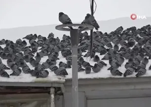 Kar sonrası güvercinlerden görsel şölen