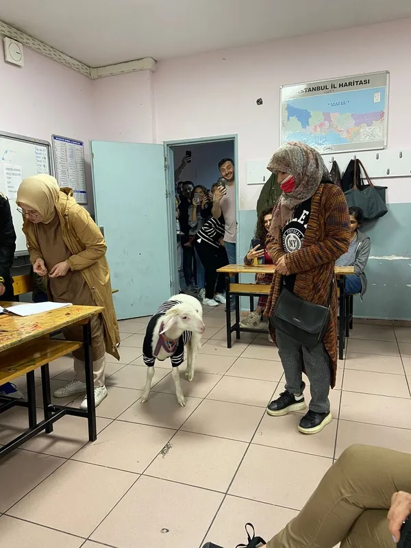 1685265986236.jpg Sandık başında ilginç anlar! Oy kullanmaya kuzusuyla geldi - 1