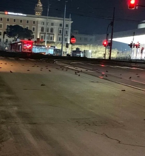 son-dakika-yuzlerce-kus-oldu-yilbasinda-havai-fisek-nedeniyle-telef-oldular-1609517122090.jpg Son dakika: Yüzlerce kuş öldü! Yılbaşında havai fişek nedeniyle telef oldular - 1