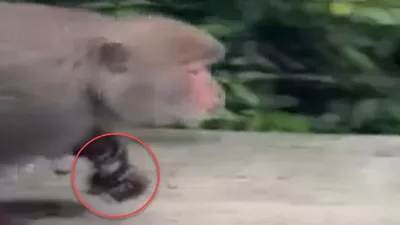 Maymun böyle kaçırdı!