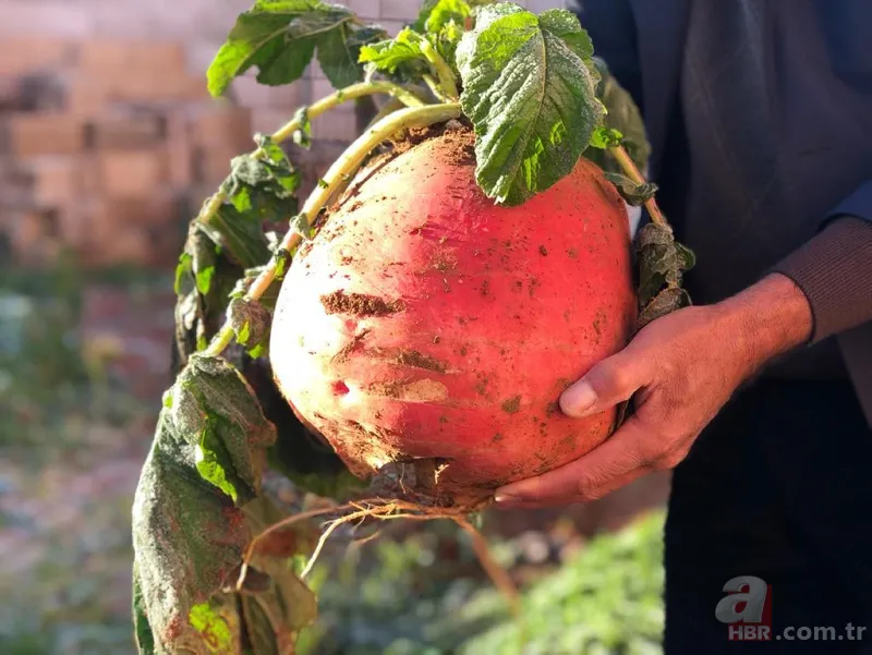 Büyüklüğü karşısında hayrete düştü! Tam 8 kilo... 3