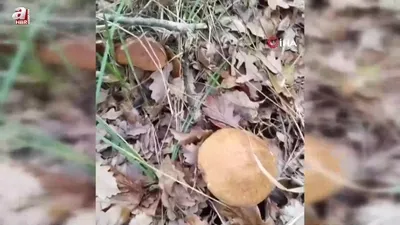 Mantar toplarken yılan şoku! Bastı