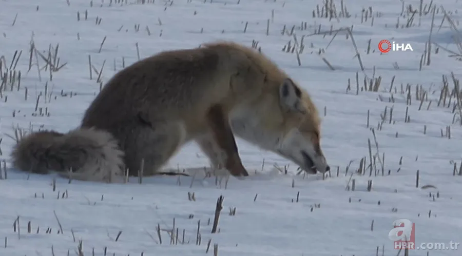 Karla kaplı arazide avlayıp böyle yedi! Vahşi doğa belgeselleri aratmayan görüntüler Türkiye’den 5