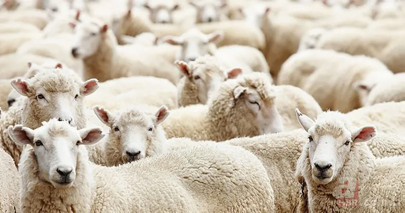 KURBANLIK FİYATLARI 2023 | Büyükbaş, Küçükbaş hisseleri 4.990 TL... 16-19 kg kemikli kemiksiz et kapıya teslim! A101, Migros, CarrefourSA... 3