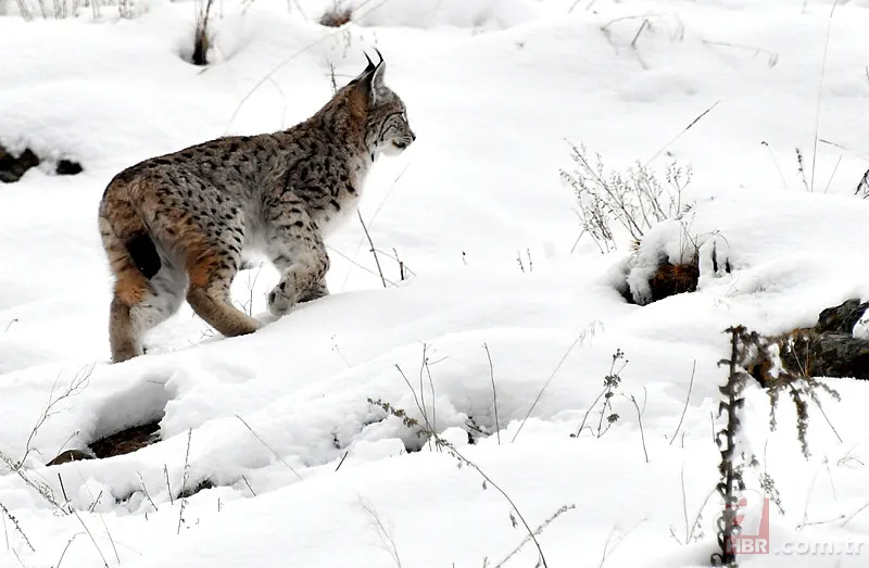 Nesli tehlike altındaki Kafkas vaşağı gündüz avlanırken görüntülendi! Vahşi doğa belgesellerini aratmadı 13