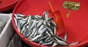 Bandırma’da sardalya bolluğu yaşanıyor
