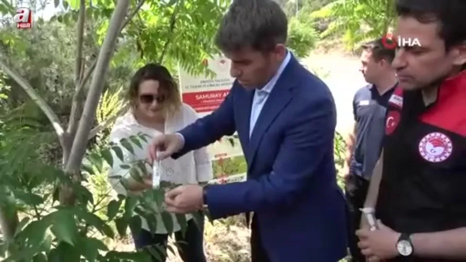 Kahverengi kokarca yayılıyor