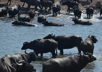 Serengeti değil Balıkesir