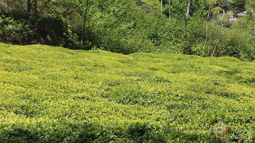 Üreticiye müjde! Yaş çay alım fiyatı ne kadar oldu? 2022 yaş çay taban fiyatı kaç TL? Başkan Erdoğan açıkladı 5
