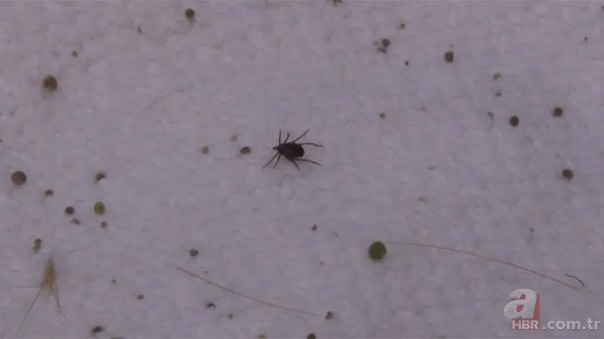 Hızla artıyor! Koronavirüsten daha ölümcül! Kırım Kongo Kanamalı Ateşi (KKKA) hastalığı nedir? Belirtileri neler? 12