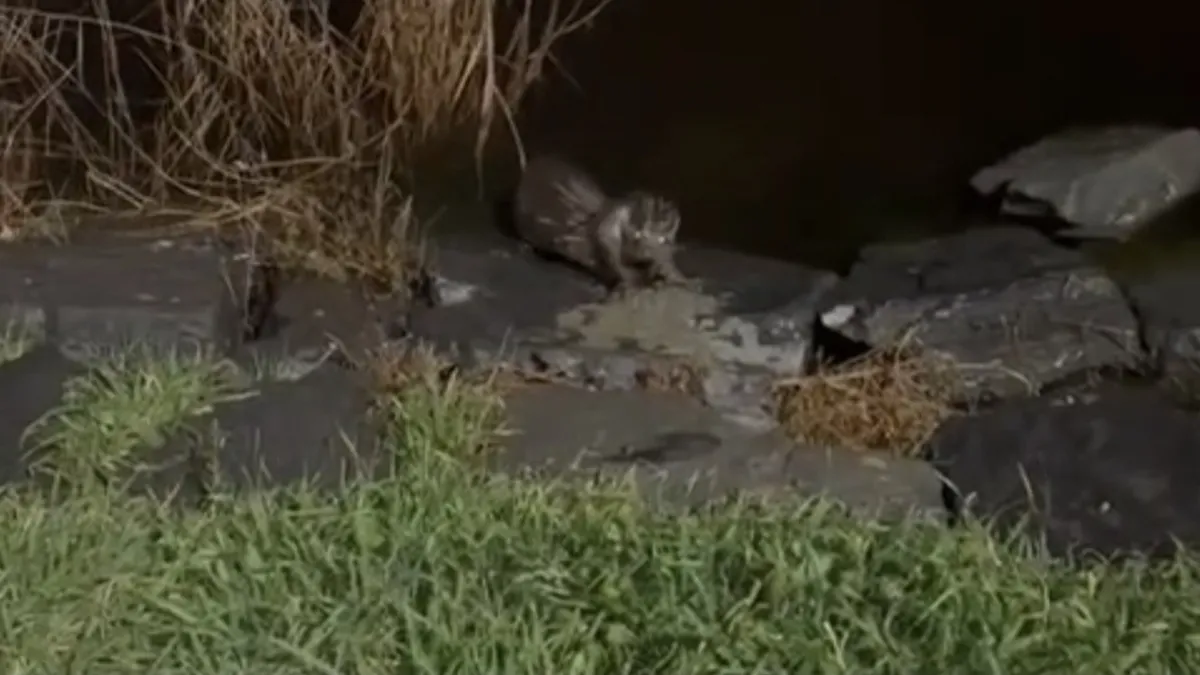 Su samuru, buz üstünde balık yerken görüntülendi