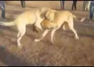Skandal! Özellikle Sivaslılar bu işe çok kızacak