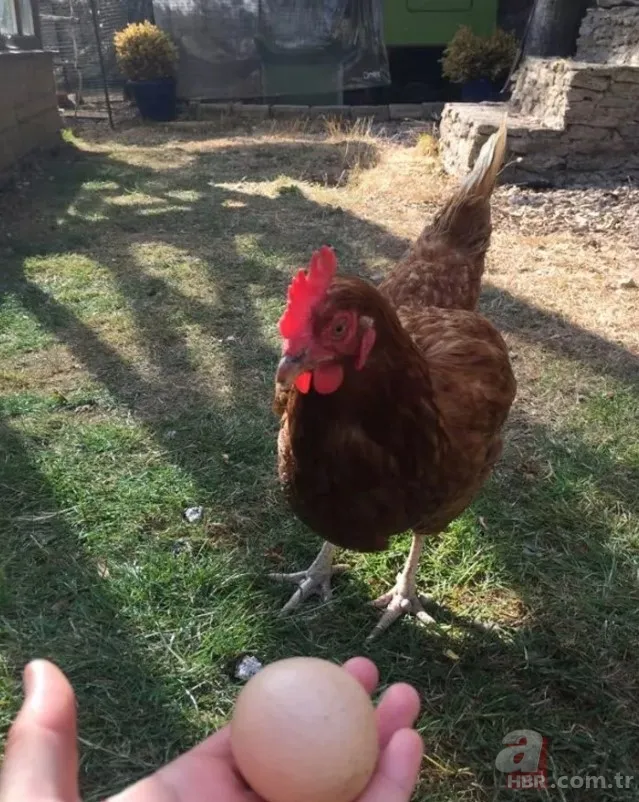 Kümese girdi başına talih kuşu kondu! Tavuğu servet yumurtladı 1