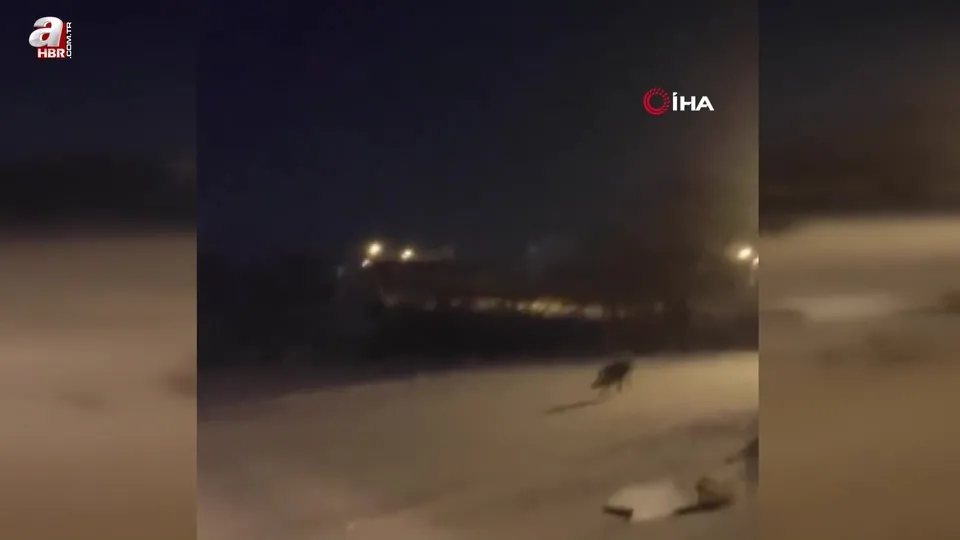 Ardahan’da aç kalan kurt şehre indi