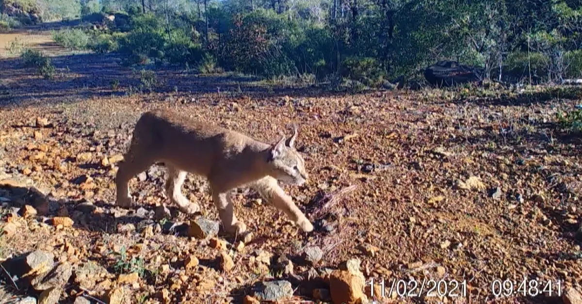 Yabani kedi “karakulak” Muğla’da görüntülendi
