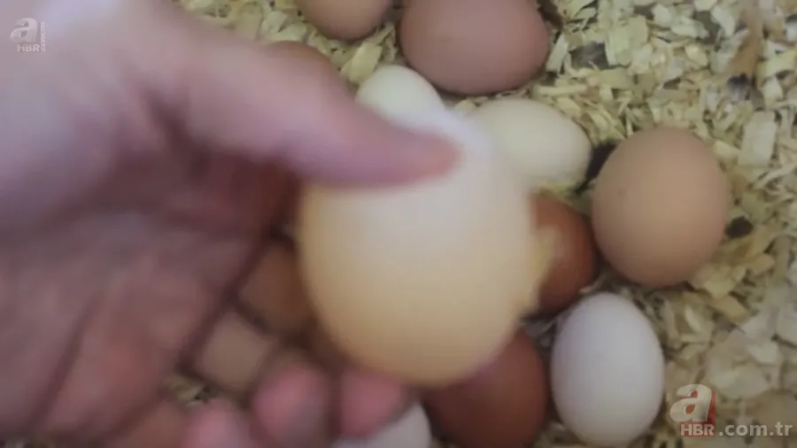 Beslediği tavuğun yumurtasını almak için kümese girdi! Yumurtayı eline alınca gözlerine inanamadı 11
