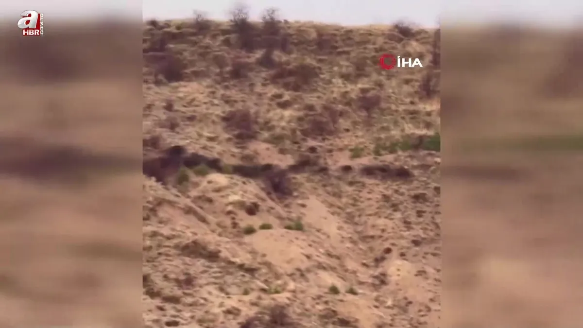 Domuz sürüsü Elazığ’da böyle görüntülendi