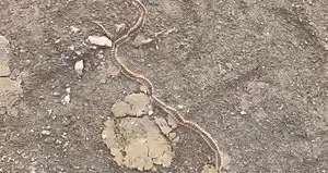 Korku yaratan görüntü! Zehirli tırtıl konvoyu