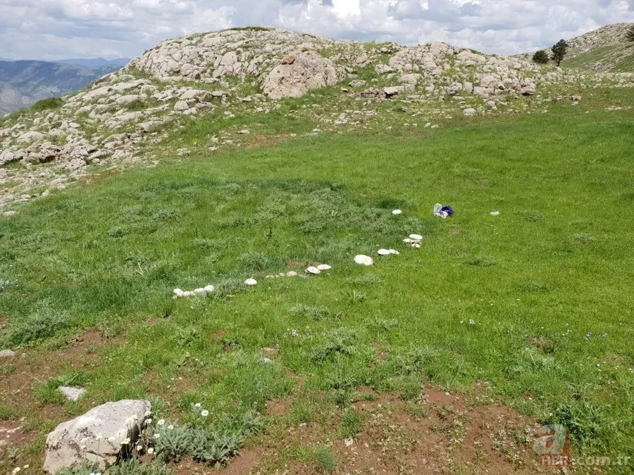 Gümüşhane’de görenleri şaşkına çeviren dev mantar! 6