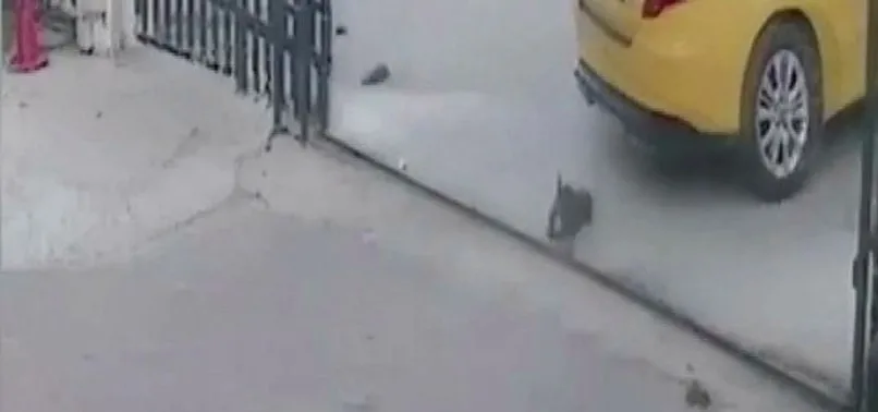 Esenyurt'ta köpeği ezen taksici işten çıkarıldı