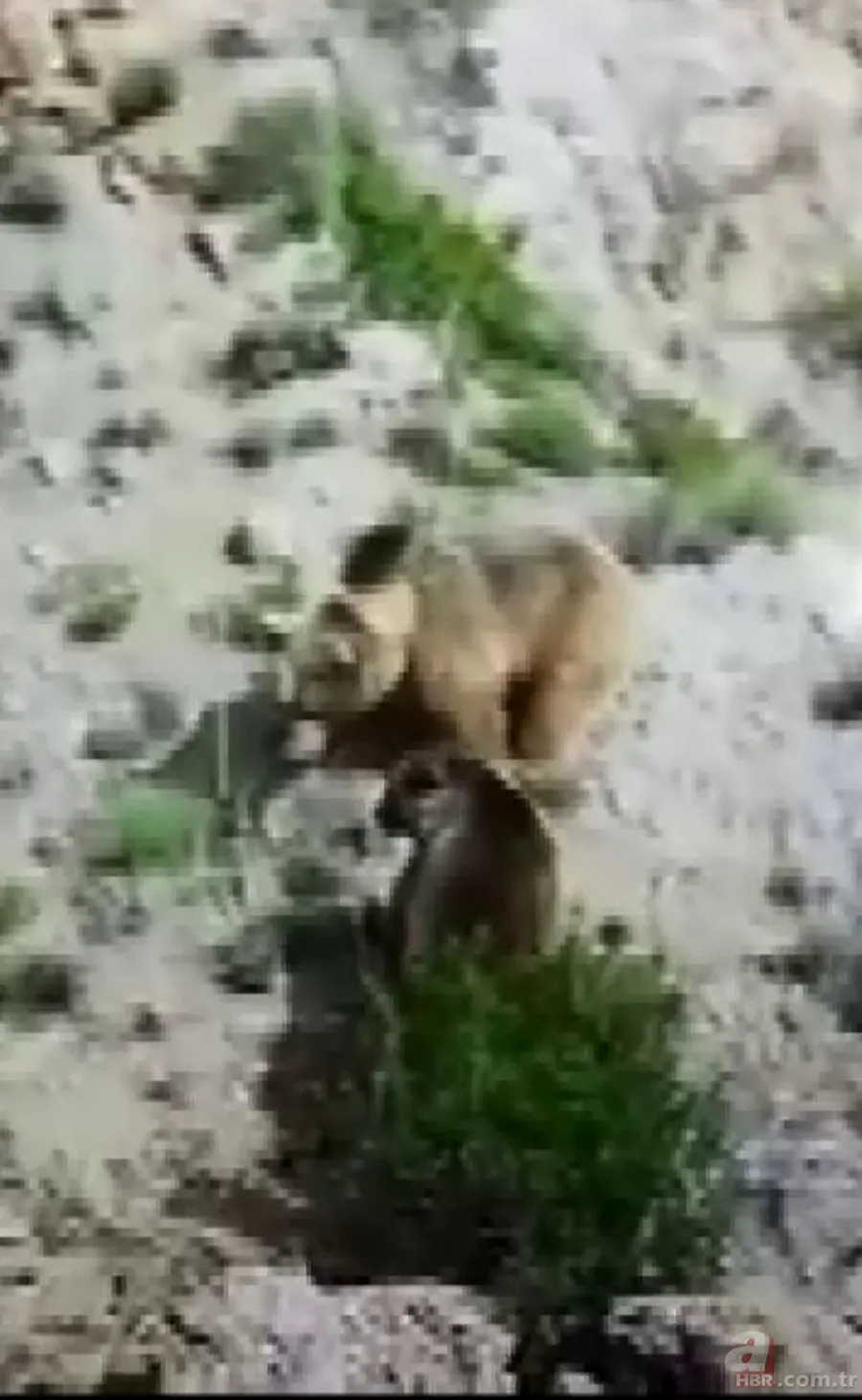 Vahşi doğada ölümcül karşılaşma! Ayı yavrularını… 8