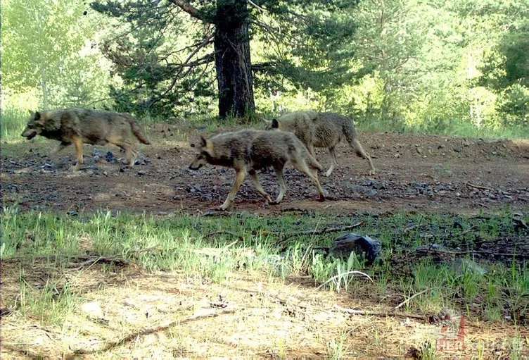 Kedigillerin en zor bulunan türü | İstanbul'da lüks bir malikanede ele geçirildi! Nesli neredeyse hiç kalmadı 15