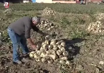 Kütahya'da pancar sökümü mesaisi başladı