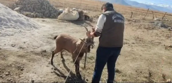 Van'da filmleri aratmayan olay! Dağ keçisi camı kırıp eve daldı - 1