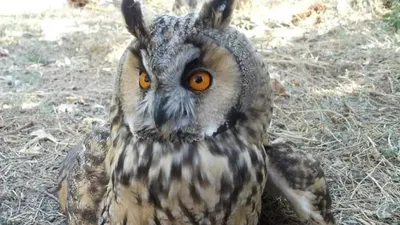 Niğde’de ’kulaklı orman baykuşu’ görüntülendi