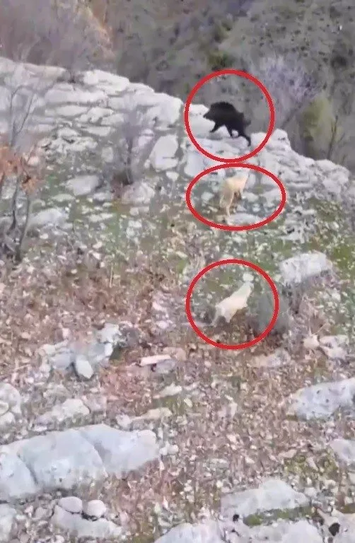 Diyarbakır’da ölümcül kovalamaca kamerada! İki köpek...