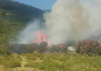 Son dakika: Aydın'da orman yangını |Video
