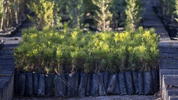 Bakan Murat Kurum 26.Taraflar Konferansı Bakanlar Zirvesi’nde konuştu: Son beş yılda ağaçlandırmada Türkiye Avrupa birincisi