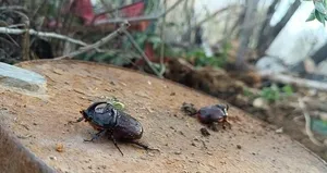 Dünyanın en güçlüsü Hakkari’de görüldü