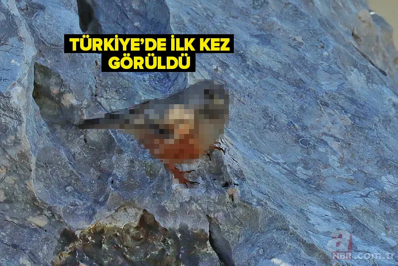 Son dakika: Türkiye'de ilk kez görüldü! Heyecanlandıran keşif! İşte yeni tür 1