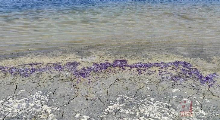 Burdur Gölü’nde dikkat çeken değişiklik! Sahil mor renge büründü