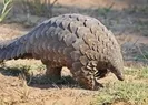Türkiyede Pangolin var mı?