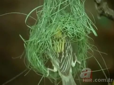 Mühendis gibi yaptı! Dokumacı kuşların yuvaları görenleri hayran bırakıyor