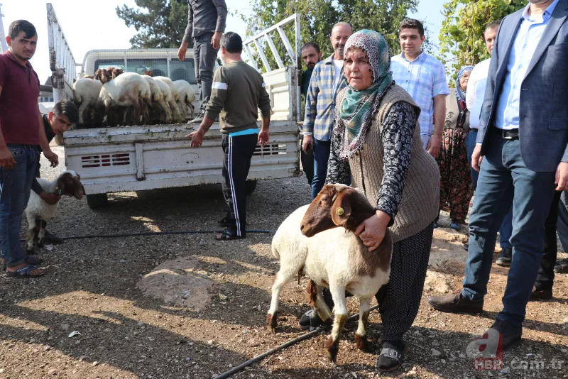 Adana'da koyunları çalınan Ayşe teyzenin gözyaşları dindi 19