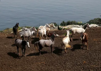 İBB'nin Büyükada'daki at hapishanesine tepki! İBB atları ölüme terk etti