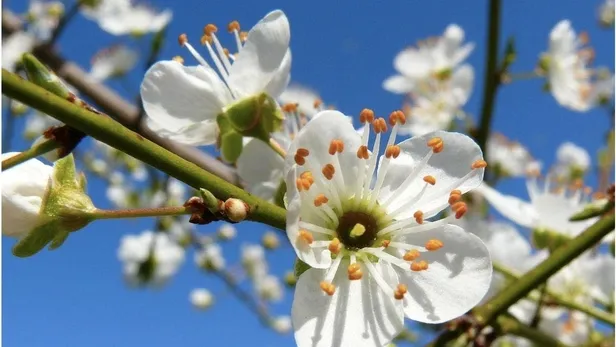 ilk-cemre-dustu-mu-ne-zaman-dusecek-havaya-suya-topraga-cemre-dusme-tarihleri-2024-1707388672580.jpg İlk cemre düştü mü, ne zaman düşecek? Havaya, suya, toprağa cemre düşme tarihleri 2024 - 4