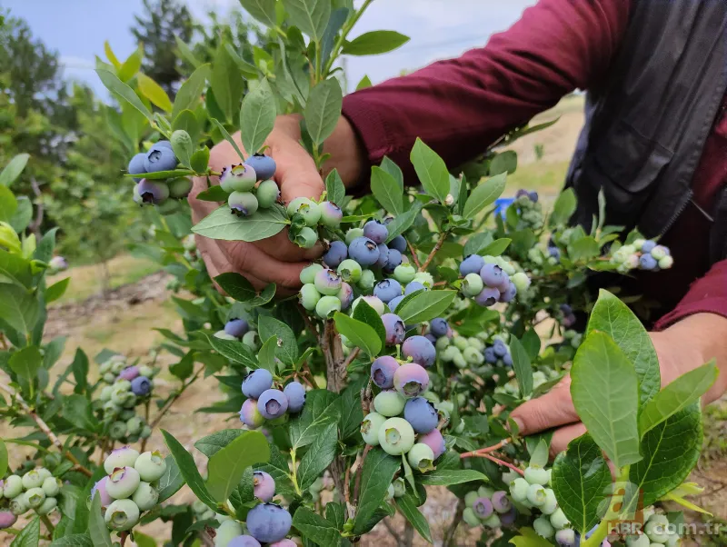 Nadir bulunan meyve türü kısa sürede zengin etti! Kilosunu 100 liradan satıyor 9