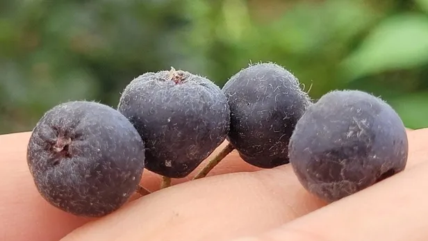 Kilosu 250 TL! Türkiye’nin en pahalı meyvesi Aronya’nın iyi geldiği hastalıklar neler?