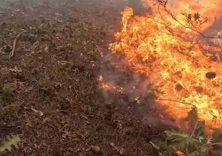 Eskişehir'deki orman yangını böyle söndürüldü | Sosyal medya fenomeni kaydetti: İşte saniye saniye o anlar
