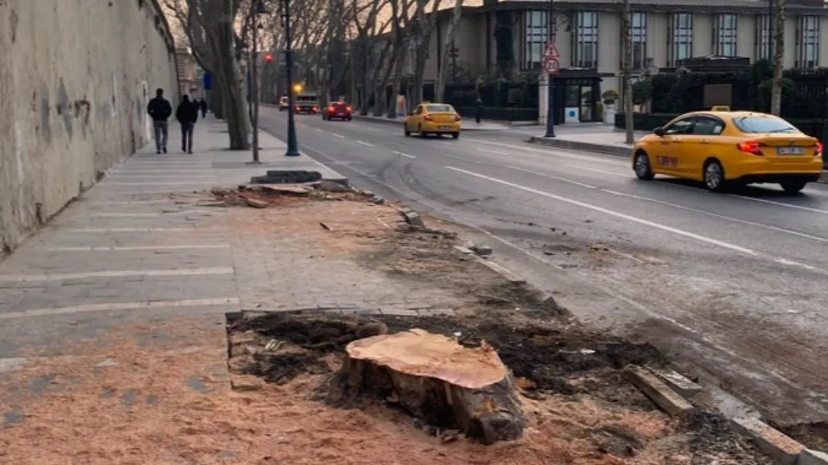 İBB'nin ağaç katliamıyla ilgili çarpıcı sözler: Muhalefet keserse 'ağaçlar hasta' hükümet keserse 'doğa düşmanı'