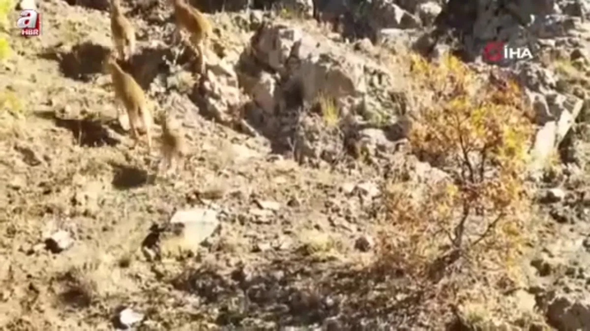 Sürü halinde ortaya çıktılar! Böyle poz verdiler