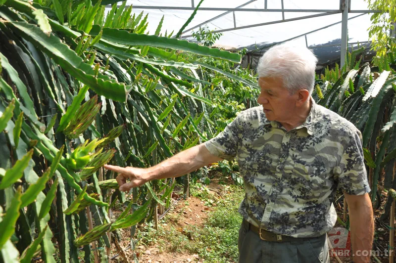 Türkiye’de bir ilk! Tropikal bahçede kahve meyvesi yetiştirdi, kilosunu 400 TL'den satıyor 9